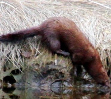 fishers are sometimes called fisher cats but are weasels
