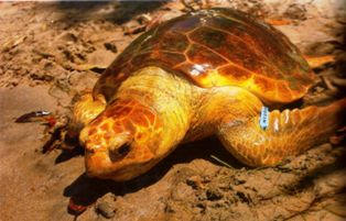 loggerhead sea turtles sometimes travel as far north as alaska
