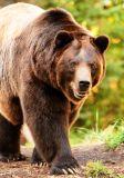 large grizzly bears are part of Alaska nature