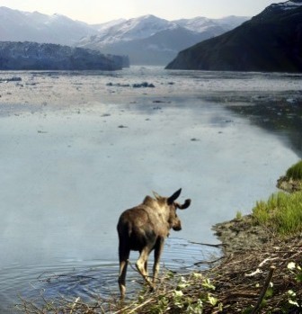 moose in water near an alaska glacier