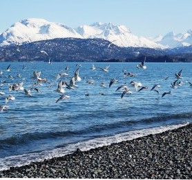 Gulls gather on the Alaska shore