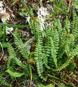 Aleutian shield-fern is Alaskas only endangered plant