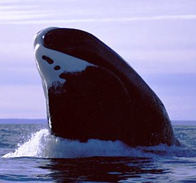 bowhead whale breaching in Alaska waters