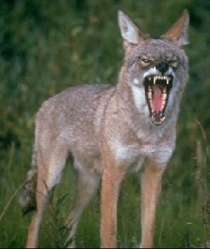 alaska coyote bearing his teeth
