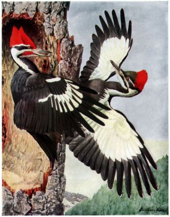 Louis Fuertes bird artwork