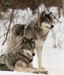 gray wolves in the alaska snow