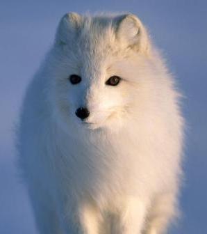 an arctic fox in Alaska
