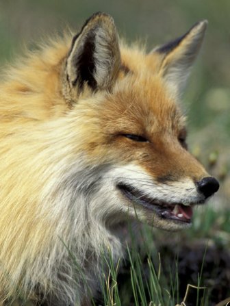 artic fox in the alaska tundra