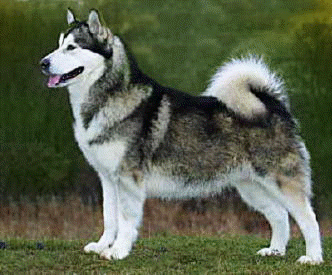 Alaskan Malamute is the Alaska state dog