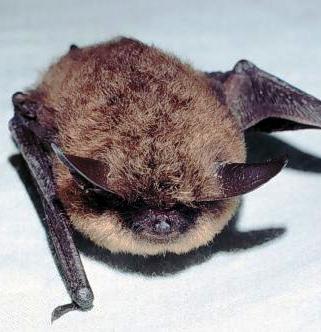 the little brown bat is alaskas most common bat