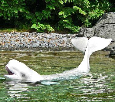 beluga whales were named by russians and are found in Alaska waters