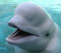 beluga whale is now endangered in Alaska nature