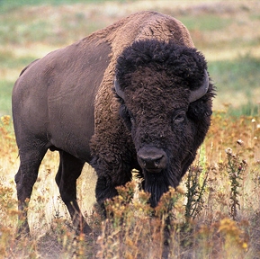 bison are north americas largest mammals