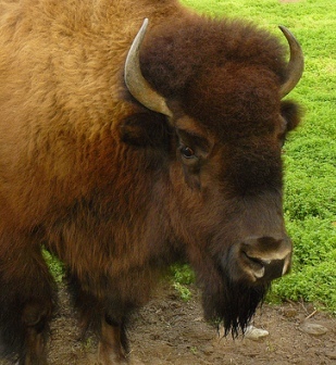 there are bison in Alaska