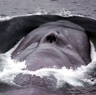 great blue whale spotted off the coast of Alaska