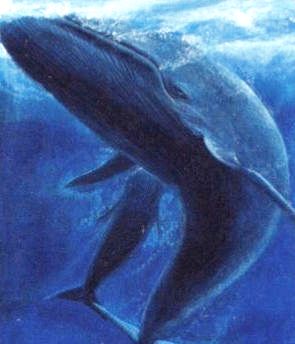blue whales are endangered