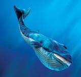 endangered great blue whale in Alaska waters