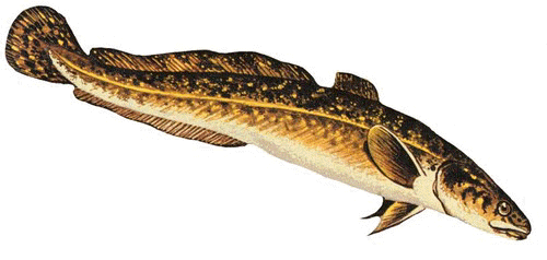 Burbot fish in alaska