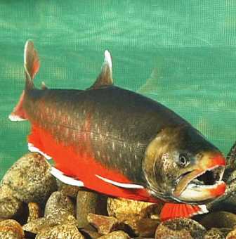 arctic char live in a variety of Alaska lakes