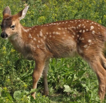 young sitka deer