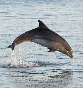 dolphin jumping in Alaska waters