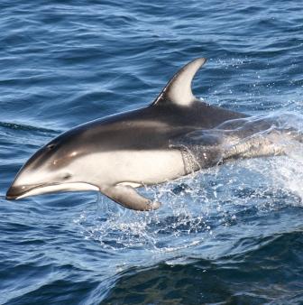 Pacific white-sided dolphins swimming along alaskan boat