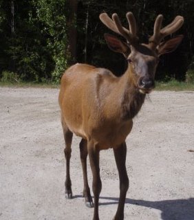 young elk in alaska