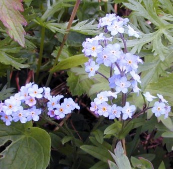 alaska state flower the wild forget-me-not