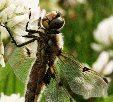 Alaska state bug is the dragonfly