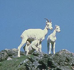 goats on a mountain top in alaska