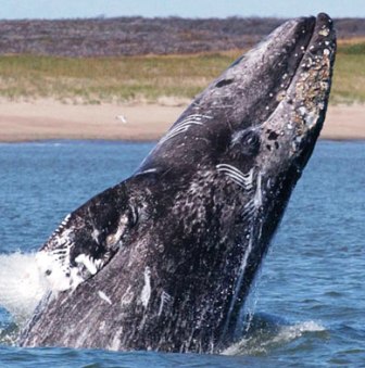 gray whale of the coast of Alaska