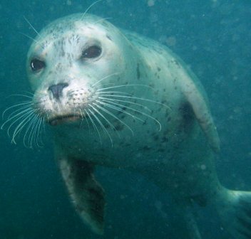 harbor seals are common off the caost of Alaska