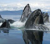 Alask humpback whale 