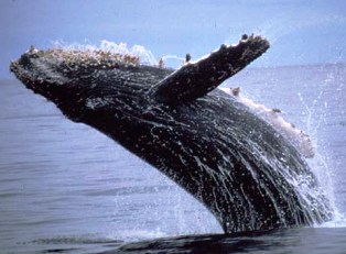 the humback whale is spotted off the coast of Alaska