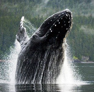 humpbackwhale breaching in Alaska waters