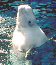 the beluga whale is found off the coast of Alsaka