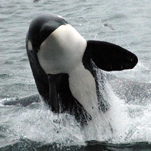 orca killer whales are not really whales at all