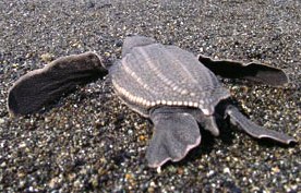 leatherback turtles are rare visitors to Alaska