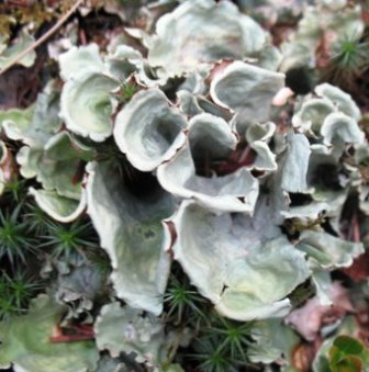 lichen are common in the alaskan tundra