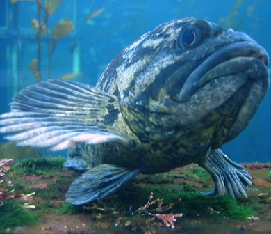 large alaskan lingcod fish