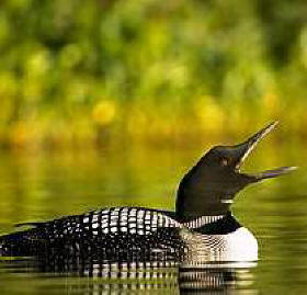 loons are common in Alaska lakes and rivers