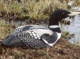 Artic and pacific loons are smaller and darker in color