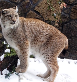 lynx walking in the snow