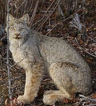 alaskan lynx cat in the woods
