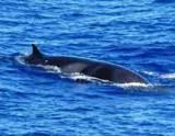 Alaska Minke whale