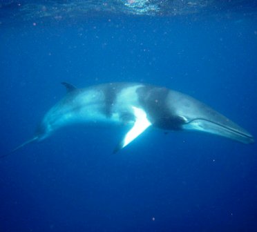 minke whales are the smallest Alaska whales