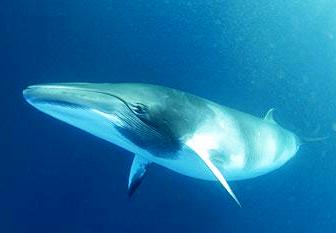 the minke whale is found off the coast of Alaska