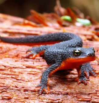 The toxins of the Roughskin Newt is particularly potent.