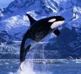 Alaska orca whale also known as a killer whale
