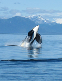orca or killer whale off the coast of Alaska
